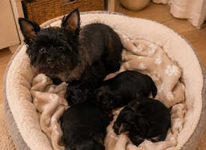 READY TO GO️Little Yorkshire Terrier Puppies! 2 Boys & 1 Girl.