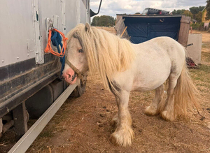 Super cute mini cob