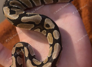 Baby Royal python with full set up