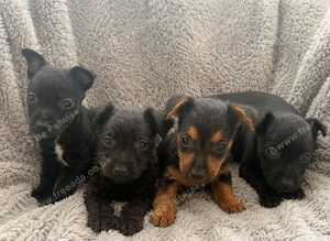 Patterdale x Lakeland puppies