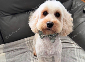 Loving cockapoo
