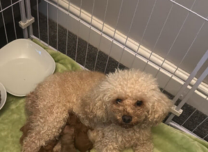 Cavapoo
