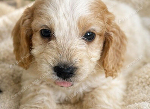 1 beautiful cockapoo boy left!!