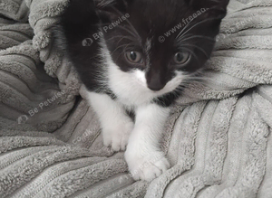 Kittens