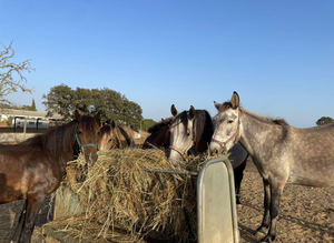 Grazing or yard wanted
