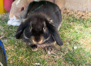 2 x 6 Month Old Boy Bunnies