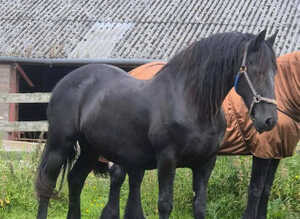 Fairytale Friesian Mare