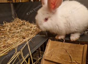 REDUCED Sweetest Young Girl 4 Family