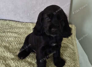 Stunning cocker spaniel puppies