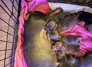 9 babies looking for loving family home