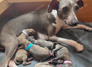 Beautiful italian-greyhound puppies