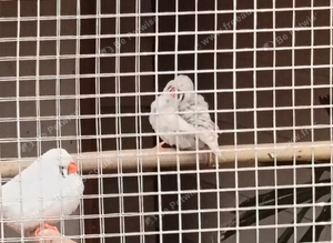 Zebra Finches .