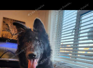 German shepherd STUD ONLY