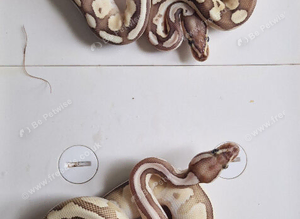 Royal python babies available between &pound;40 - &pound;70