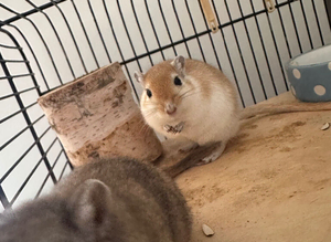 2 male gerbils