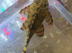 L397 Tiger Plecos