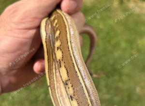 Dwarf phantom genetic stripe het albino
