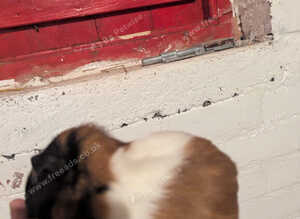 Guinea pigs
