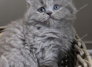 Stunning GCCF lilac British Longhair