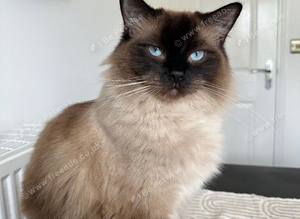 MISSING CAT