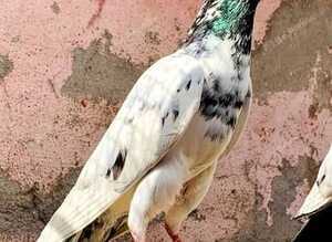Mixed race pakistani highflying pigeons