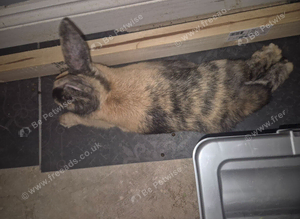 Bonnie & Mochi require rehoming