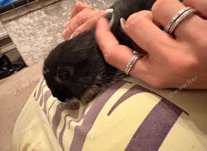 (Handled) Baby rabbits
