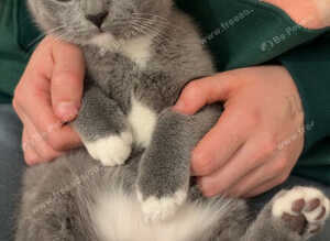British shorthair kittens British Blues ️