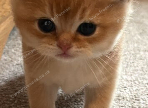Active GCCF kittens