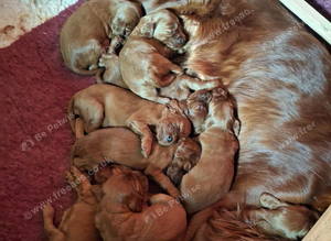 Kc registered Irish Settee puppies