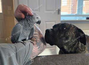 Hand reared 2 year old Congo African grey