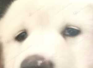 Puppies