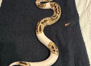 Fire pied male python