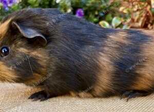 A pair of baby boars ( boys)