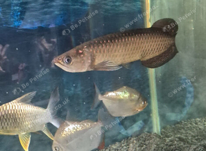 Jardini arowana