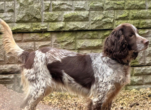 Sprocker's