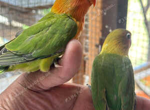 Tamed Lovebirds