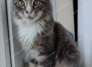 Male maine coon