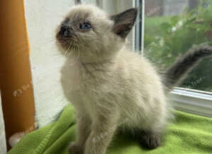 Ragdoll Sweet Kittens + chip, health card, food
