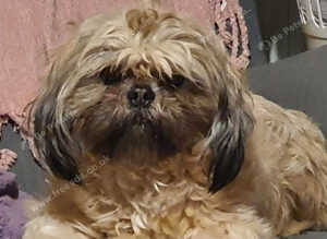 Lady kc Shihtzu looking for her peace and quiet