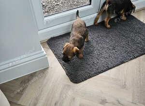 Beautiful border terrier puppies