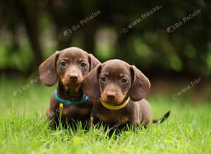 Miniature dachshund