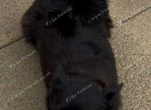 Pomeranian-Jack Russell mixed girl looking for a loving home