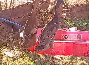 Pair Rare Fawn Indian Runner Ducks
