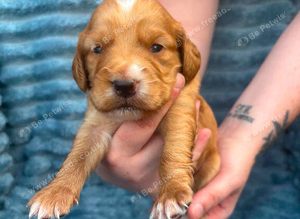 Cockapoo Puppies