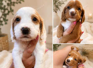 Cocker Pups Ready 28/08/26