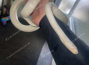 Snow blizzard corn snake