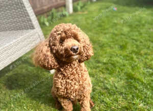 Red toy poodle for stud