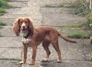 Cocker spaniel bitch 'goldie'
