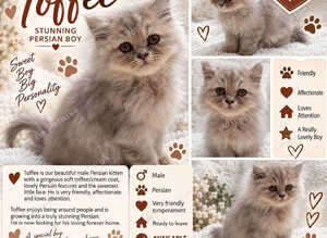 Reduced, lilac male and female blue Persian kittens